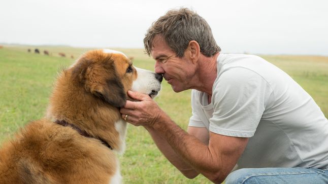 Banner for A Dog's Purpose Collection